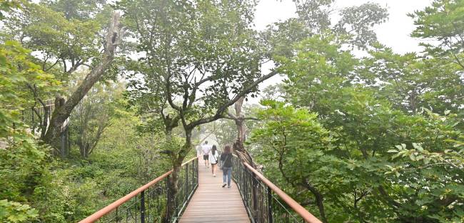 모나 용평리조트의 ‘천년주목숲길’ 구간. 리조트에서 케이블카를 타고 올라가는 발왕산 정상 부근의 주목 군락지 숲길에 놓은 근사한 산책로다.