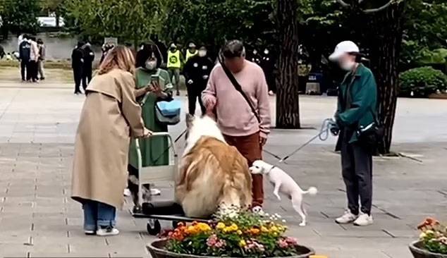 지난 7월21일 유튜브 채널에 공유된 영상은 한 공원에서 일본인 행인들이 콜리 의상을 입은 사람에게 관심을 보이는 모습을 보여준다. / 사진=나는 동물이 되고 싶다 유튜브