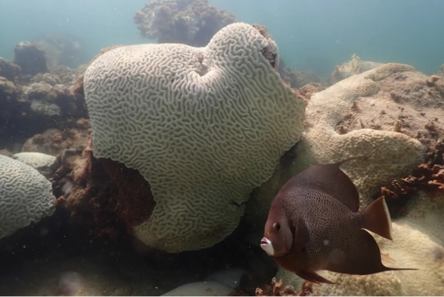 23일 플로리다주 이슬라모라다 해안에서 산호가 하얗게 변한 모습을 보이고 있다. NOAA 제공