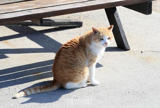 길 고양이 (위 사진은 기사 내용과 관련이 없습니다) ⓒ뉴시스