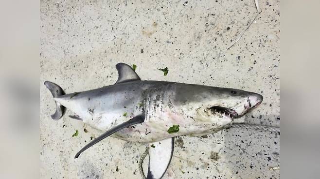 ▲ 지난 6월 완도 해안가에서 발견된 식인 상어 백상아리 사체