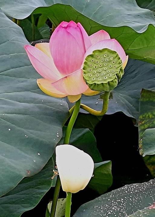 연꽃은 꽃이 필 때 씨방도 함께 여물어, 과거 현재 미래의 삼세가 하나로 연결돼 있음을 의미한다. 2021년 8월22일 경기 양평 세미원