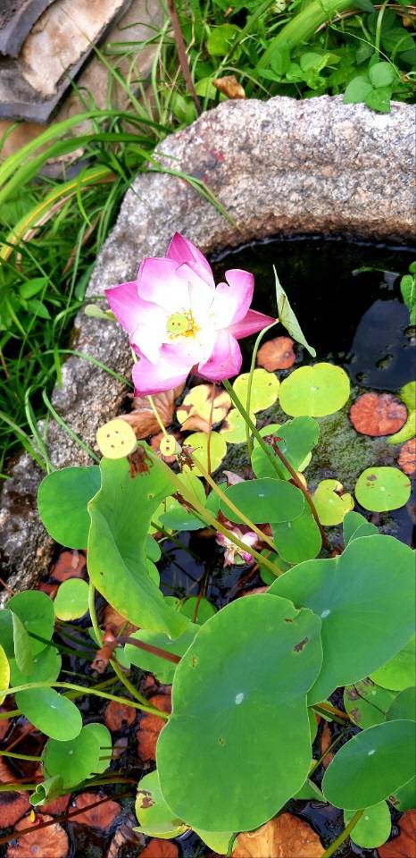 경기 남양주시 북한강변 화랑 뜨락에 관상용으로 피운 연꽃. 2022년 8월 중순