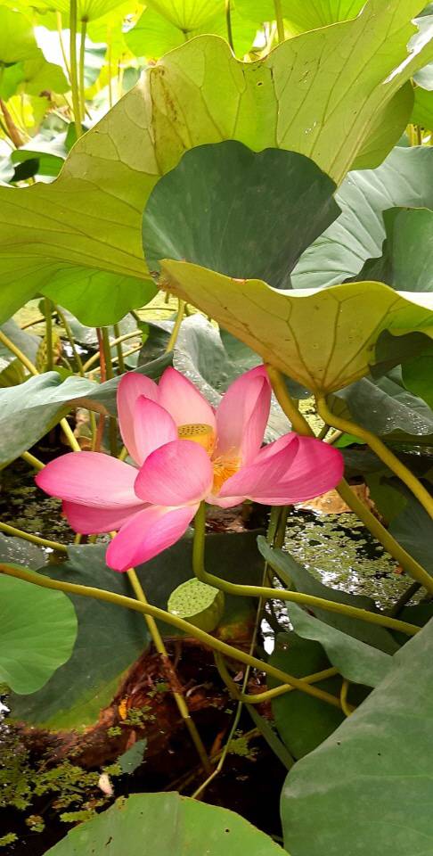 소설가 이외수는 ‘연꽃’을 두고 “흐린 세상을 욕하지 마라. 진흙탕에 온 가슴을 적시면서대낮에도 밝아 있는 저 등불 하나”라고 했다. 연꽃은 사바세계를 상징하는 진흙탕에 뿌리를 두고도 고고하고 고결한 꽃을 피워 세상에 희망을 밝히는 등불과도 같은 꽃이다. 2021년 8월22일 경기 양평 세미원의 연꽃.