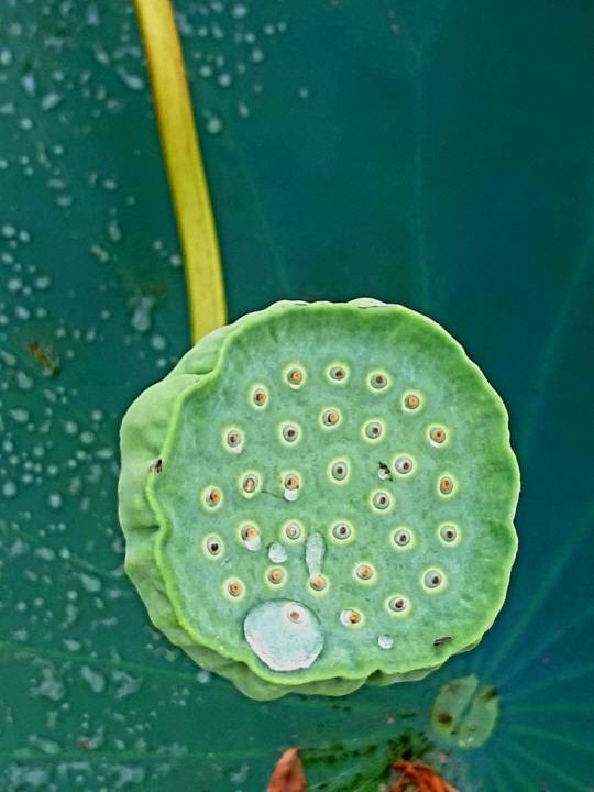 연꽃의 열매를 연밥이라고 하는데 겉껍데기가 엄청 딱딱하고 강한 껍데기로 싸여있고 진흙까지 감싸주면 1000∼2000년 전 묵은 씨앗도 발아한다. 2021년 8월22일 경기 양평 세미원