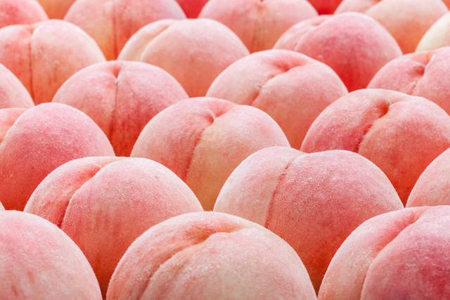 ‘불로장생 과일’로 불리는 복숭아가 제철을 맞았다. 이미지투데이