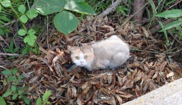 부산 사하구의 한 야산에서 발견된 유기묘. 부산 동물사랑 길고양이. 사진 제공=보호연대