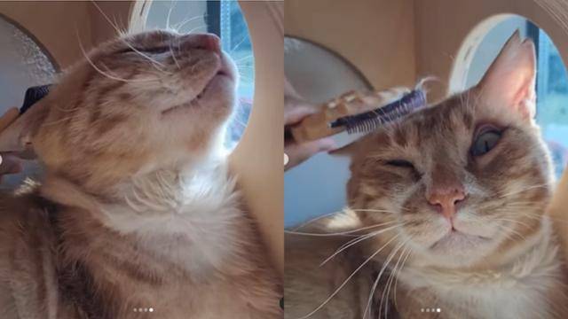 처음에는 사람을 경계했지만 이제는 사람의 손길과 빗질을 즐기게 된 고상이가 평생 가족을 찾고 있다. 카라 제공