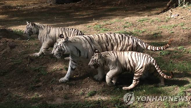 인도 뉴델리 소재 국립동물원에 있는 호랑이 가족 [EPA 연합뉴스 자료사진. 재판매 및 DB 금지]