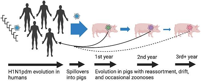 신종 인플루엔자 바이러스는 2010년 8월 대유행 종류 후에도 2021년까지 400번 가까이 인간과 돼지 사이를 오가며 종간 감염을 일으켰다./PLoS Pathogens