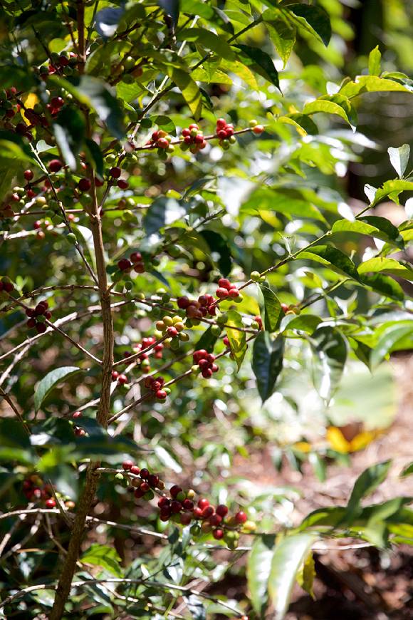 통상 가든 커피로 구분되는 집 마당 앞에 커피나무. [사진=김태호 커피 매거진 '드립' 편집장]