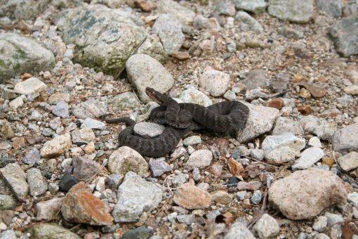 살모사의 모습 [사진=아시아경제DB]