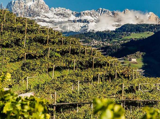 알프스 만년설이 보이는 알토 아디제 포도밭. 알토아디제와인협회