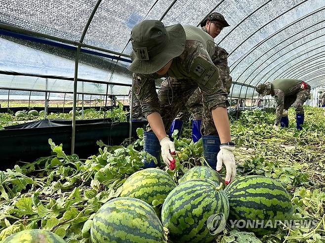 '한 개라도 더…' (예산=연합뉴스) 19일 충남 예산군 대흥면 손지리 수박 재배 비닐하우스에서 육군 32사단 장병들이 침수 피해를 본 수박을 밖으로 나르고 있다. 2023.7.19 [육군 32사단 제공. 재판매 및 DB 금지] sw21@yna.co.kr