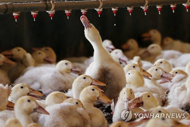 '한방울이라도' (나주=연합뉴스) 정다움 기자 = 19일 오후 전남 나주시 세지면 한 오리 농가에서 더위에 지친 오리가 물을 마시고 있다. 2023.6.19 daum@yna.co.kr