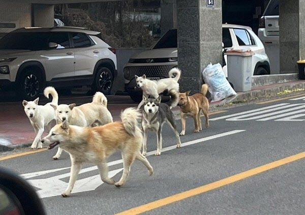 지난해에도 인천 서구 일대에 출몰한 들개 무리들. (사진=인천 지역 커뮤니티 게시물 갈무리)