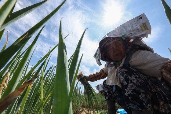 폭염이 계속된 3일 오후 경북 고령군 다산면 들녘에서 한 농민이 뙤약볕 아래에서 신문지를 뒤집어쓴 채 파를 수확하고 있다. 연합뉴스