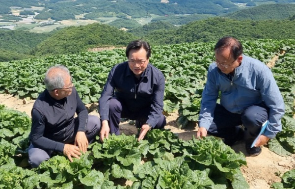 ▲ 정황근 농림축산식품부 장관은 3일 강릉시 왕산면 대기리 안반데기마을 고랭지 배추밭을 방문해 여름배추 생육상황을 점검했다. 사진제공=강릉농협