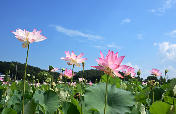 아라홍련은 주변에서 흔하게 보는 연과 크기, 색깔, 꽃잎의 수 등 다른 모습을 갖추고 있습니다. 박수현 기자