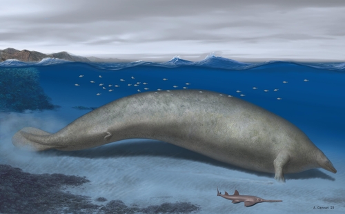 해안 서식지에 있는 고대 고래 '페루세투스 콜로서스' 복원도 페루에서 발견된 화석을 토대로 복원한 고대 고래 '페루세투스 콜로서스'(Perucetus colossus)는 몸길이 최대 20ｍ, 무게 85~340t으로 추정된다. [Alberto Gennari 제공. 재판매 및 DB 금지]