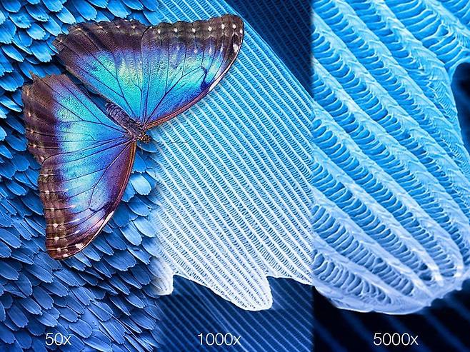 파란색 날개로 유명한 모포 나비의 날개를 50배, 1000배, 5000배로 확대한 현미경 사진. 날개 비늘에 파란색만 반사하는 광결정 구조가 있어 우리 눈에 파랗게 보인다. 과학자들은 나비의 광결정 구조를 모방해 햇빛을 반사해 온도를 내리는 냉방 필름을 개발했다./sphotos-b.xx.fbcdn.net