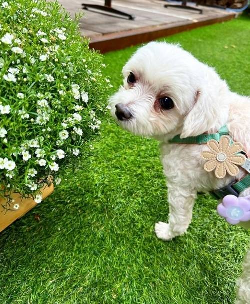 DKZ 펫터뷰. 사진=동요엔터테인먼트