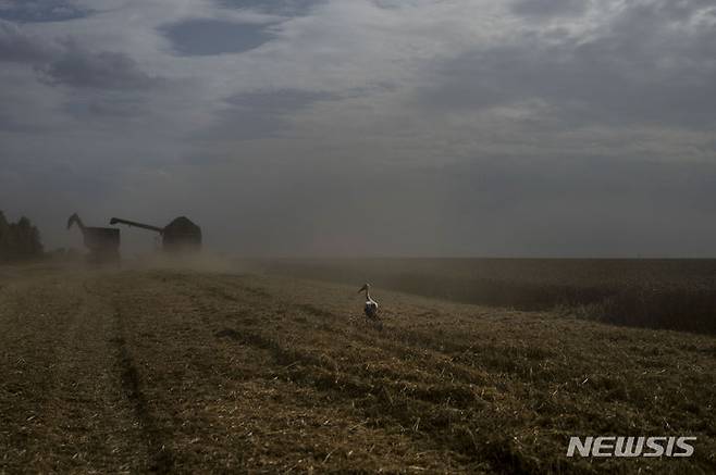 [체르카시(우크라이나)=AP/뉴시스]지난 7월25일 우크라이나의 체르카시에서 콤바인이 곡물을 수확하고 있다. 러시아의 우크라이나 곡물 수출 허용협정 철회와 인도의 쌀 수출 일부 제한으로 쌀과 식물성 기름 같은 국제 식품 가격이 몇 달 만에 처음으로 올랐다고 유엔 식량농업기구(FAO)가 4일 밝혔다. 2023.08.04.