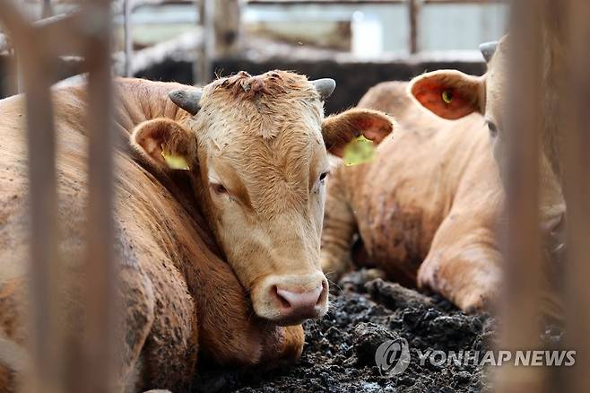 '폭염에 감기는 눈' (함평=연합뉴스) 정다움 기자 = 11일째 폭염 특보가 발효된 4일 오전 전남 함평군 학교면 한 한우 축사에서 무더위에 지친 소들이 주저앉아있다. 2023.8.4 daum@yna.co.kr