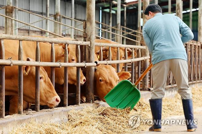 폭염 대비하는 한우 축산업자 (함평=연합뉴스) 정다움 기자 = 11일째 폭염 특보가 발효된 4일 오전 전남 함평군 학교면 한 한우 축사에서 축산업자가 정비 작업을 하고 있다. 2023.8.4 daum@yna.co.kr