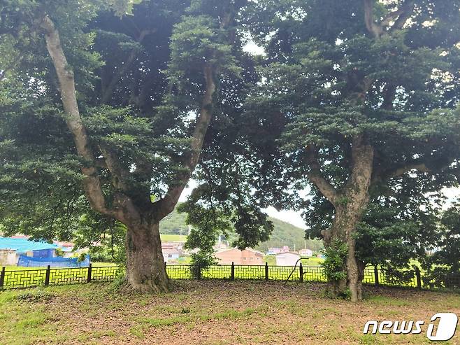 천연기념물 212호 후박나무 2023.8.4 뉴스1 ⓒ News1 조영석 기자