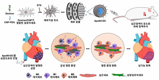 ApoNV-DC의 제작 과정과 이의 심근경색 치료 메커니즘. /사진제공=KIST