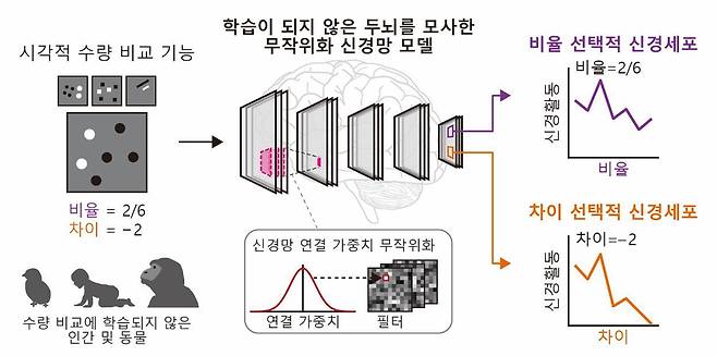 두뇌 모사 신경망 모델에서 수량 비교 기능의 자발적 발생.(KAIST 제공)/뉴스1