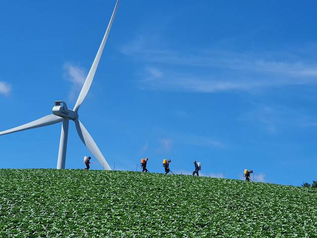 ▲ 국내 대표적인 고랭지 채소 주산단지인 강릉시 왕산면 안반데기에서 농업인들이 주말에 폭염도 아랑곳하지 않고 배추밭 생육을 돕기 위한 비료 작업을 진행하고 있다. 해발 1100m, 구름도 쉬어 넘는 곳으로 불리는 안반데기는 200여ha 배추밭이 능선 위로 끝없이 펼쳐진 고원지대이다. 이연제