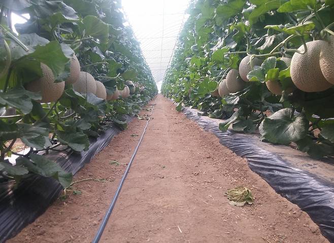 강원 양구에 위치한 멜론 농장의 모습 [유정농장 홈페이지 캡처]