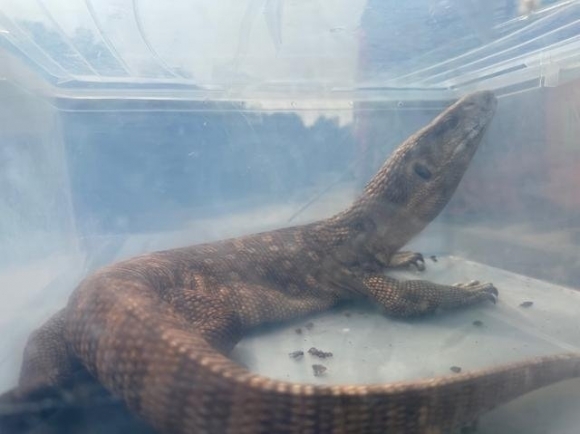 홍성에서 발견된 사바나왕도마뱀. 홍성군 제공