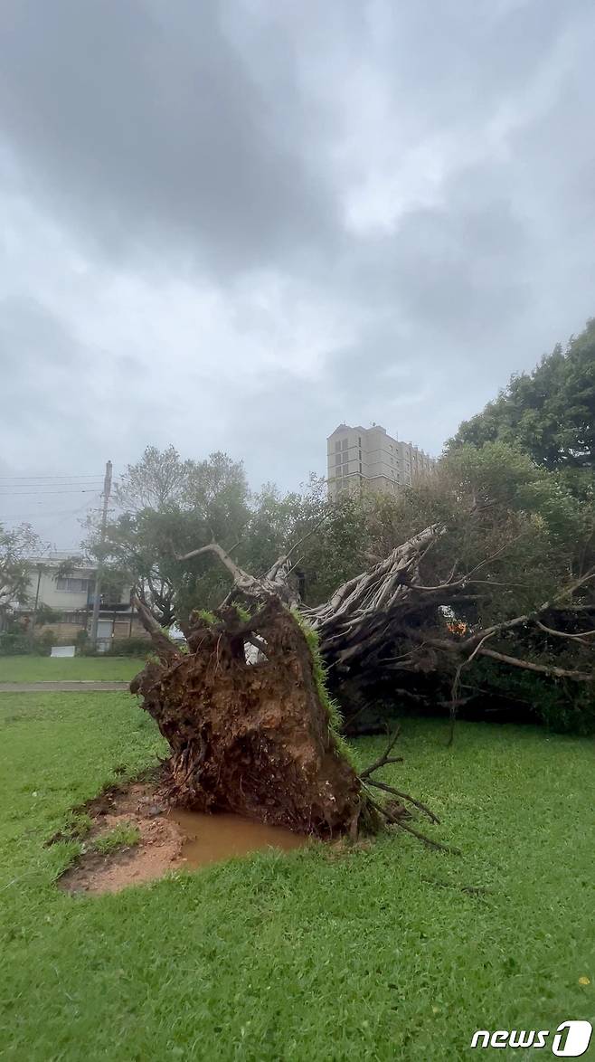 지난 3일 일본 오키나와에서 태풍 카눈으로 뿌리채 뽑힌 가로수. ⓒ 로이터=뉴스1 ⓒ News1 박형기 기자