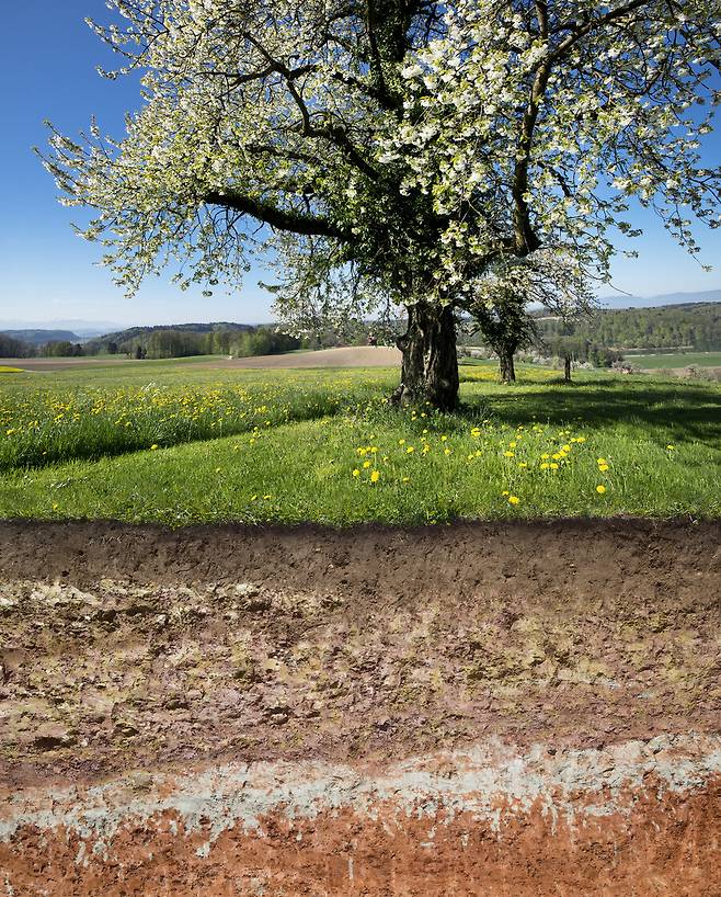 스위스 라델핑겐의 목초지와 벚나무가 있는 토양의 단면. 아그로스코프 제공