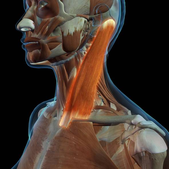 '목빗근 스트레칭'은 오히려 위험한 질환을 유발할 수 있어 주의해야 한다./사진=게티이미지뱅크