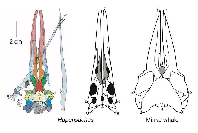 H.난창엔시스(왼쪽과 가운데)와 밍크고래 두개골 구조 비교  H.난창엔시스와 밍크고래 두개골은 모두 좁고 느슨한 뼈를 가진 긴 주둥이 형태를 하고 있으며, 이는 확장 가능한 목주머니가 붙어 있을 수 있는 구조를 나타낸다. [Zi-Chen Fang et al. 제공. 재판매 및 DB 금지]