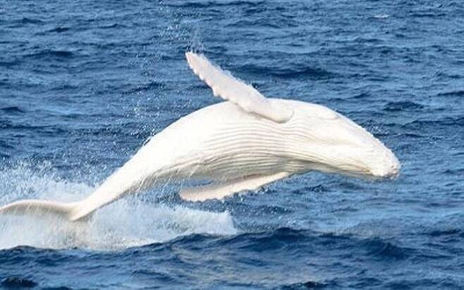 흰색 혹등고래 ‘미갈루’