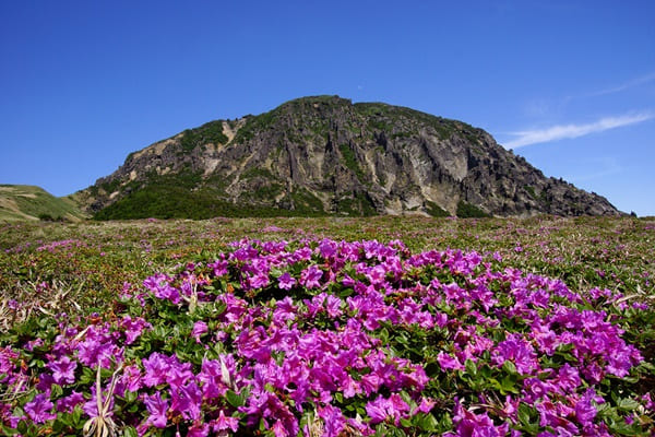 비짓제주