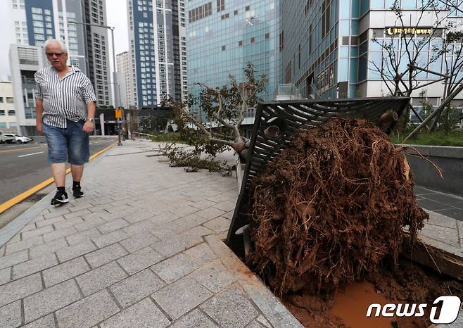 10일 오후 부산 해운대구 엘시티 인근 인도에 제6호 태풍 '카눈'의 영향으로 가로수가 쓰져 있다. 2023.8.10/뉴스1 ⓒ News1 윤일지 기자