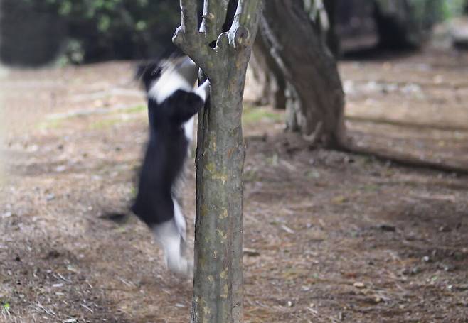 매미 사냥을 위해 쏜살같이 나무 위로 뛰어오르는 고양이.