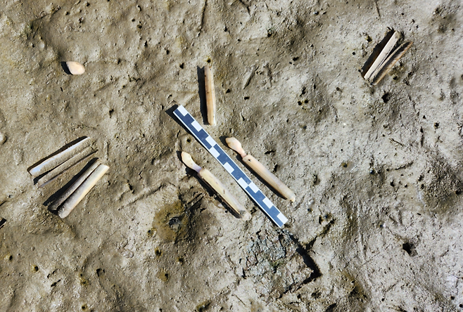 전북 군산 수라갯벌에서 폭염을 버티다 못해 죽은 맛조개 폐사체가 지난 5일 발견됐다. 수라와 갯지렁이들팀 제공