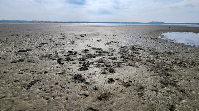 전북 군산 수라갯벌이 지난 5일 물이 빠져있다. 수라와 갯지렁이들팀 제공