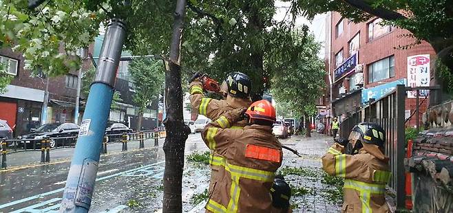 [부산=뉴시스] 이동민 기자 = 제6호 태풍 '카눈(KHANUN)'의 북상으로 부산 지역에 태풍경보가 발효된 가운데 10일 오전 부산 중구의 한 도로 옆 가로수가 쓰러져 부산소방이 안전 조치를 하고 있다. (사진=부산소방재난본부 제공) 2023.08.10. photo@newsis.com *재판매 및 DB 금지