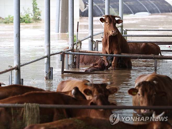 '구해주소' (대구=연합뉴스) 윤관식 기자 = 10일 대구 군위군 효령면 병수리가 태풍 '카눈'으로 하천 제방 유실돼 물에 잠긴 가운데 우사에 갇힌 소들이 물에 잠긴 채 물이 빠지길 기다리고 있다. 2023.8.10 psik@yna.co.kr