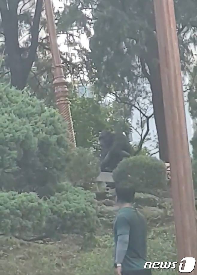 11일 오전 대구 달성공원을 탈출한 침팬지.(독자제공)