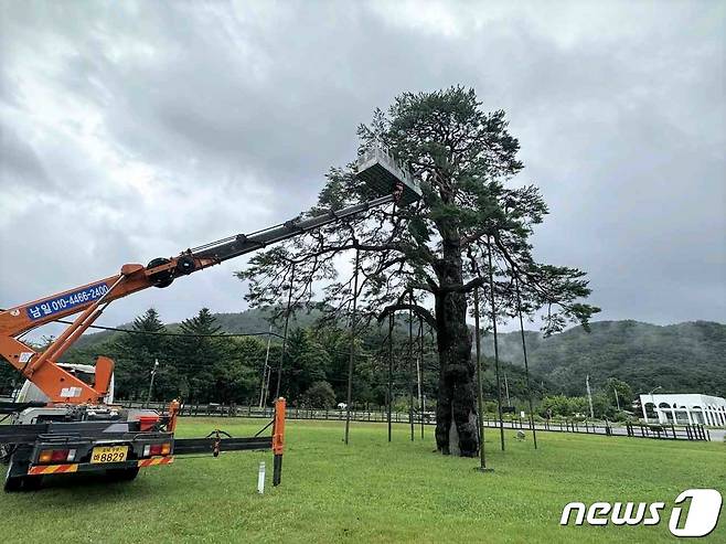 6호 태풍 '카눈'에 꺾인 속리산 정이품송 가지 절단 작업을 하고 있다. (보은군 제공) /뉴스1