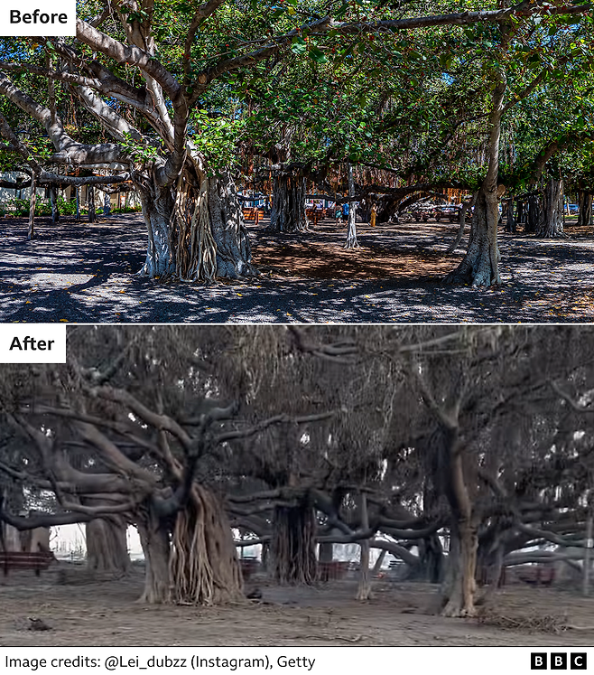 Before and after of oldest Banyan tree in Hawaii